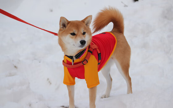 雷火电竞充值-决胜时刻显锋芒，巴斯托尼关键回合不手软，洪都拉斯力压新西兰夺胜